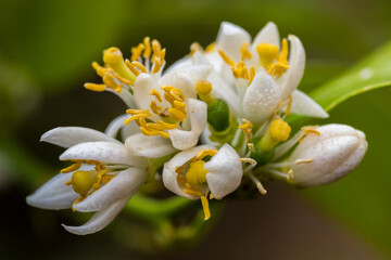 lime flowers
