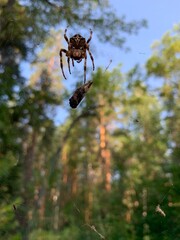 Spider web and spider on a forest. Spider web in sunny forest. spider web in the forest on a bright sunny day
