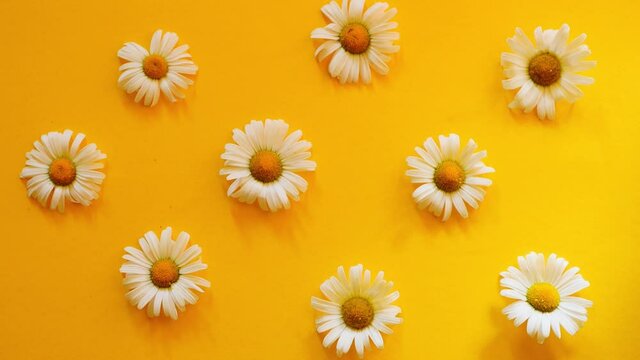 Daisies flat lay on yellow background. Stop motion video. Place for text. Minimal flower composition