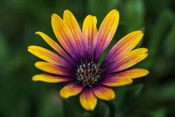 yellow purple daisy