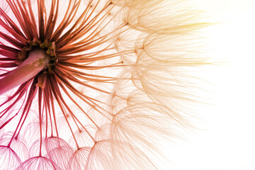 Naklejki  Piękny puszysty kwiat mniszka lekarskiego, zbliżenie. Odcień koloru