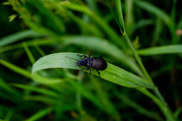 Beetle on a plant close-up
