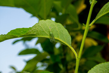 Beetle on a plant close-up