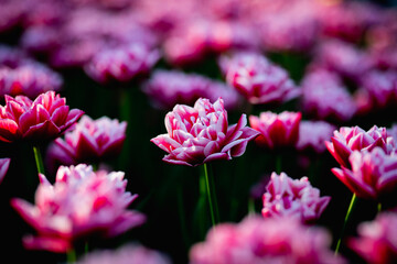 Obraz premium Beautiful blossom tulips field. Pink flowers