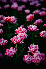 Beautiful blossom tulips field. Pink flowers