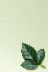 Green leaves of rose plant, nature background, natural leaf element close up