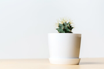 Green round cactus with long spines  in a white pot on light background
