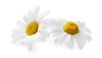 Fototapeta na wymiar Two chamomile flowers isolated on white background, Chamomile isolated. White flowers