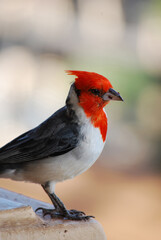 Cute Crested Cardinal Standing on the Edge