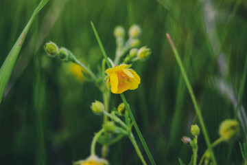 Yellow flower close-up