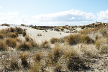 Landscape of the dunes in The Hague