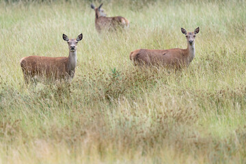 Naklejka na ściany i meble Red deer females in the grass (Cervus elaphus)
