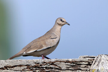 Picui Ground-Dove (Columbina picui) perched on a wooden fence