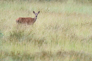Naklejka na ściany i meble Isolated deer female in the meadow (Cervus elaphus)