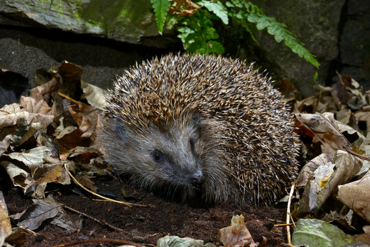 Europ&auml;ischer Igel, Braunbrustigel // European hedgehog (Erinaceus europaeus)