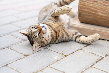 cute gray cat playfully walks in the park