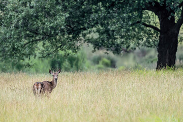 Red deer female at the edge of the woodland (Cervus elaphus)