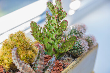 A set of cactus flowers in one pot. Composition from cacti. Close-up