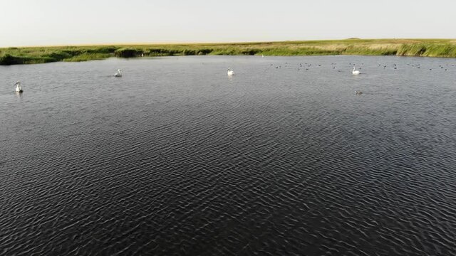 Kalmykia, a lake in the steppe. Pelicans on the water. 