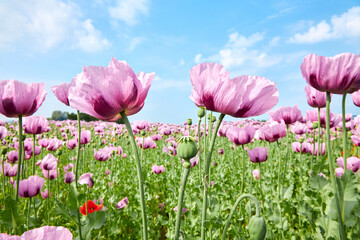 A field of purple poppies against a blue sky in the clouds. Natural landscape. Summer flowers. Natural design element