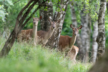 Deer females in the woodland (Cervus elaphus)