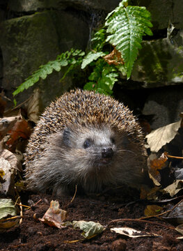 European hedgehog // Europ&auml;ischer Igel, Braunbrustigel (Erinaceus europaeus)