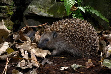Hedgehog // Igel (Erinaceus europaeus) © bennytrapp