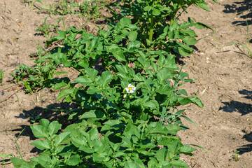 The first flower of a potato bush on a summer day