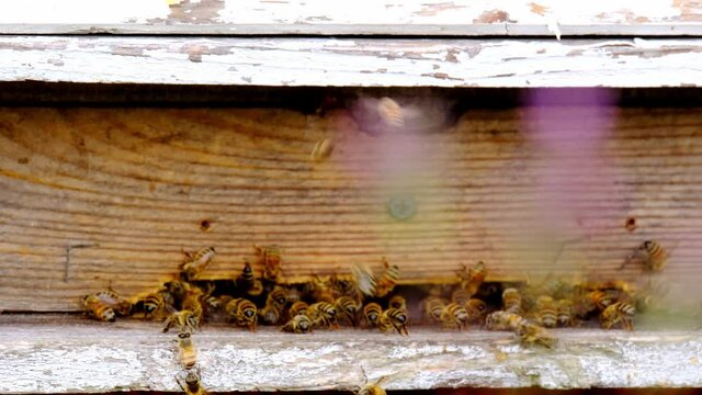 wooden beehives summer, bright sun illuminates the bee houses, insects fly home with the collected honey, concept of beekeeping, getting useful honey, natural ecological product