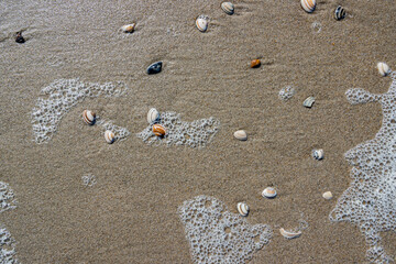 Foam and some small shells scattered on wet brown sand, sunny spring day on the beach at Camperduin, North Holland