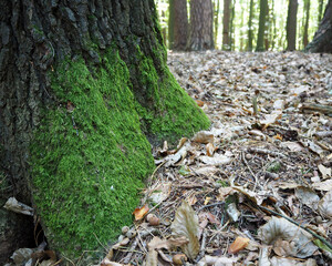 close up, the bottom of a tree covered with green moss grows in the forest. side view