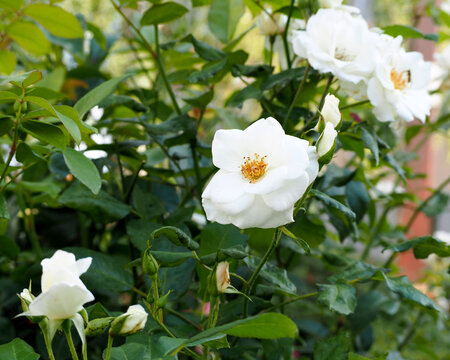 white rose bush grows in the garden on a spring afternoon. side view. white wild rose