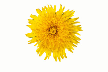 One blooming yellow dandelion isolated on white background, close-up. Can be used as a design element