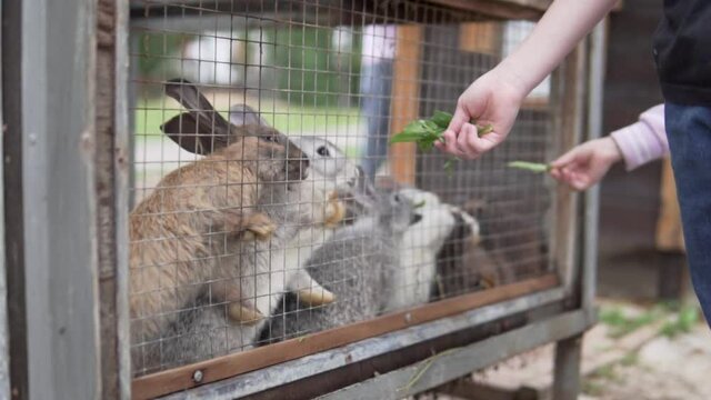 Children feed hungry rabbits in a cage in the summer at the zoo.