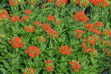 Garden flowers on a summer day close-up