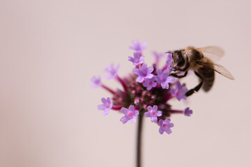 Biene auf lila Blüten (Verbena bonariensis - Eisenkraut), close up, Hintergrund rosa