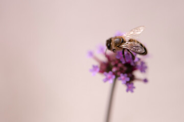 Biene auf lila Blüten (Verbena bonariensis - Eisenkraut), close up, Hintergrund rosa