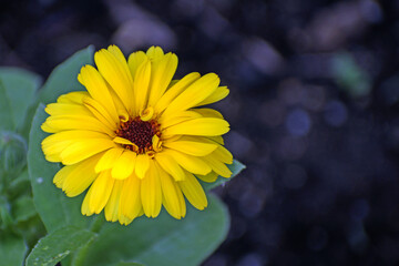 Garden flower on a summer day close-up