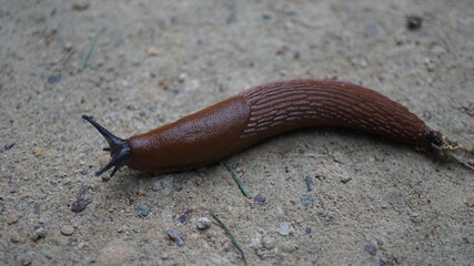 Close up of a red snail