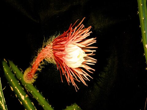 Die k&ouml;nigin der nacht (Selenicereus grandiflorus), &ouml;ffnet  ihre Bl&uuml;ten f&uuml;r  1 Nacht