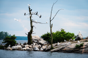 Cormorants and Seagulls on a rocky island