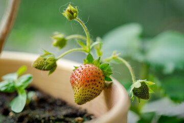 Green strawberry growing. Breeding, growing strawberries.
