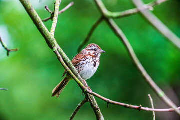 Songbird Sparrow Perched On A Branch