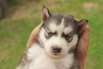 husky puppy in the arms of a child 
