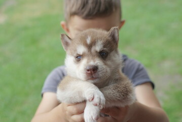 brown husky puppy in the hands of a boy 