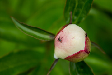 white peony bud and ant on a green bush . cultivation and farming.