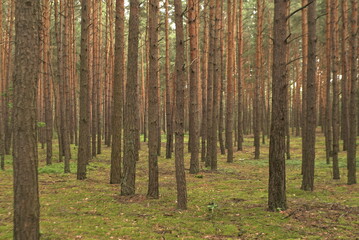 young pine forest nature background 
