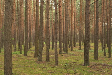 young pine forest nature background 