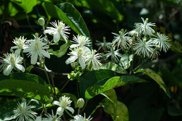 white flowers in the garden