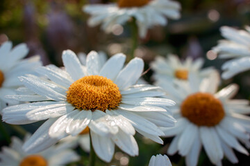 marguerites blooming in the garden with water drops, close-up
